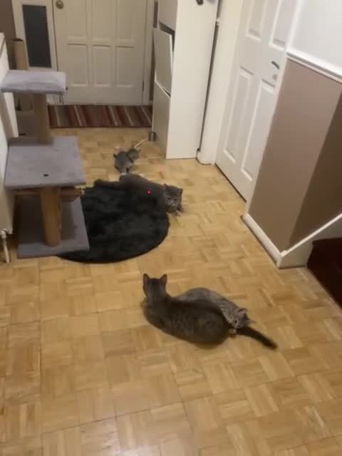 British Shorthair cats for sale: 3 beautiful British shorthair kittens available - Video 1