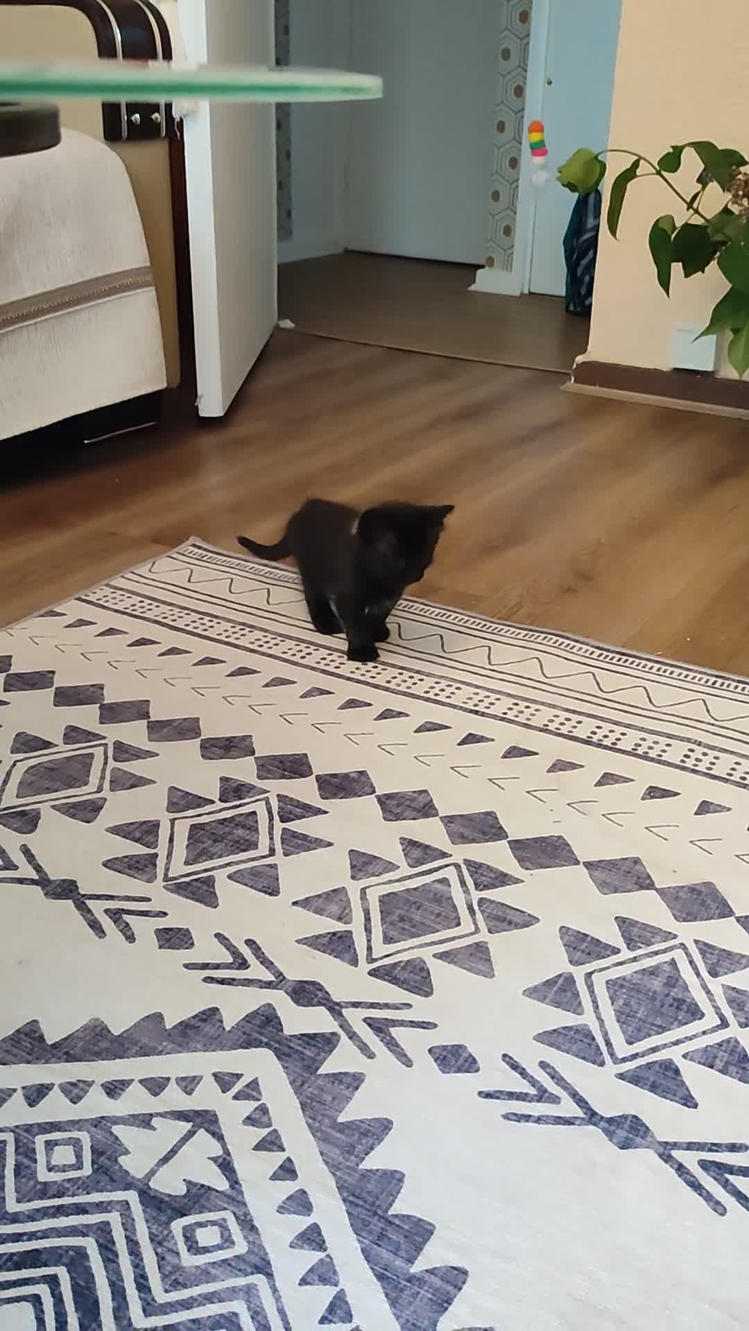 Mixed Breed cats for sale: 2 Kittens Ready for New Homes, 10 Weeks Old - Video 3