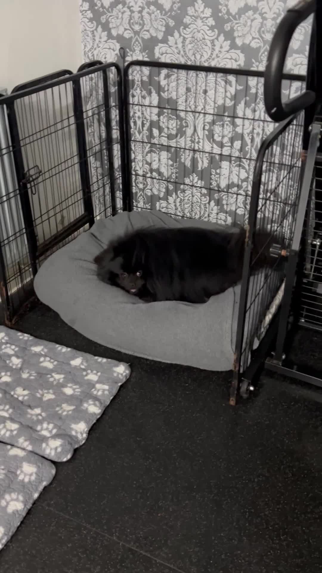 Pomeranian dogs for sale: Purebred fluffy Pomeranian puppies mum Russian! - Video 1