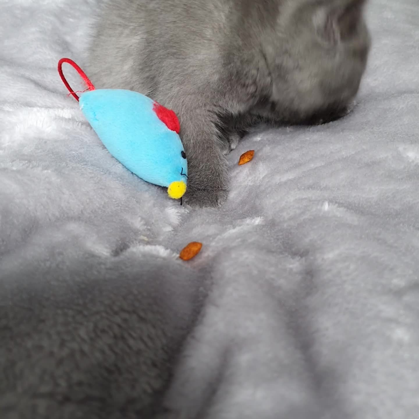 Scottish Fold cats for sale: 🐾 Adorable Scottish Fold Kittens  - Video 2