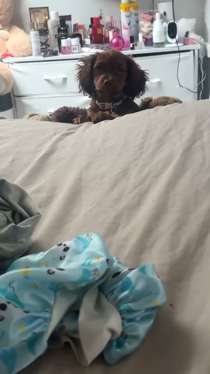 Doxiepoo dogs for sale: Lady - 6 month old puppy for sale - Video 2