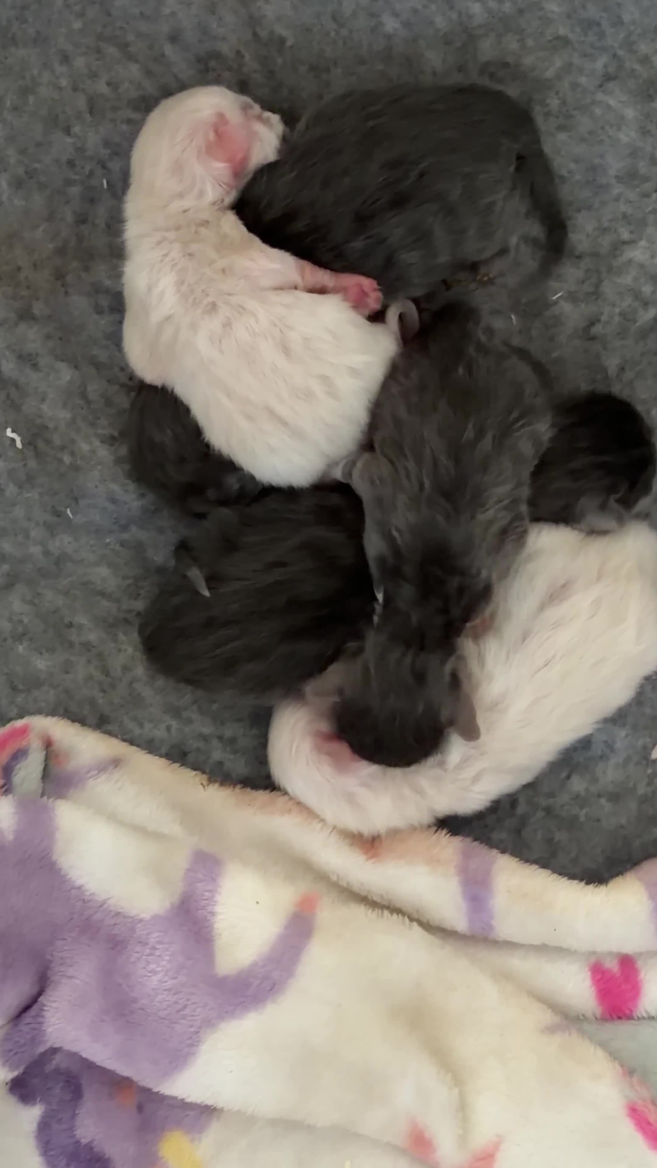 Ragdoll cats for sale: Mink ragdoll kittens  - Video 2