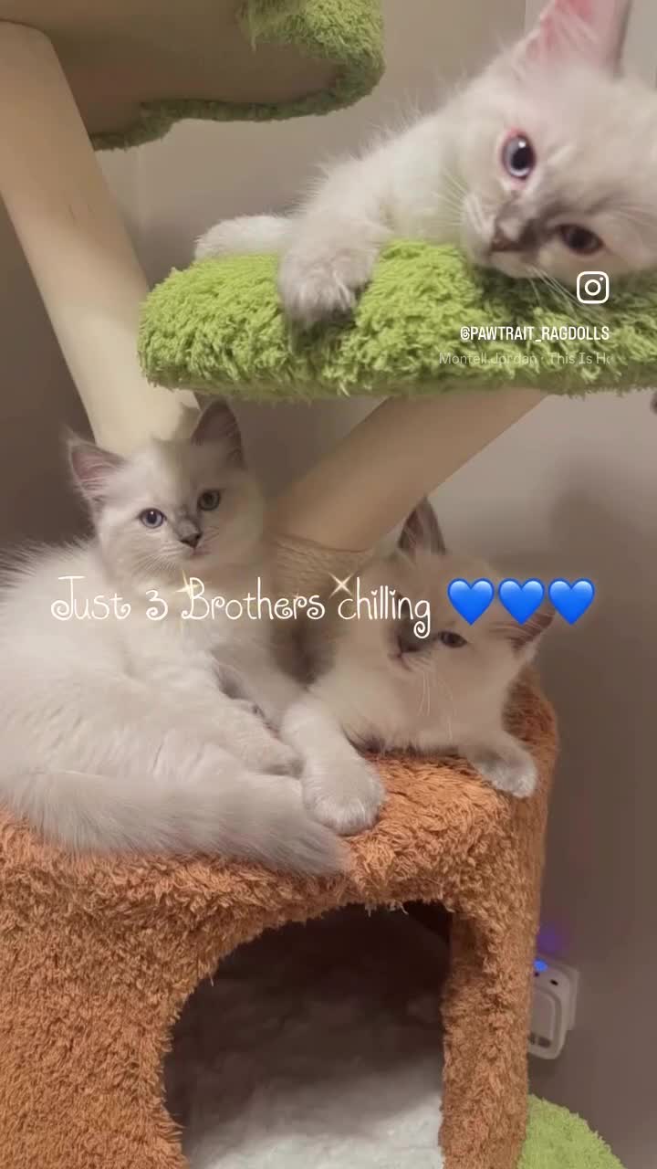 Ragdoll cats for sale: BOYS BOYS BOYS  - Video 5