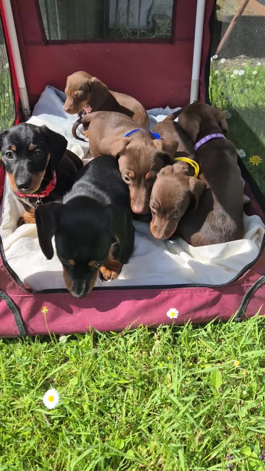 Miniature Dachshund dogs for sale: Miniature dashound in Y Felinheli - Video 1
