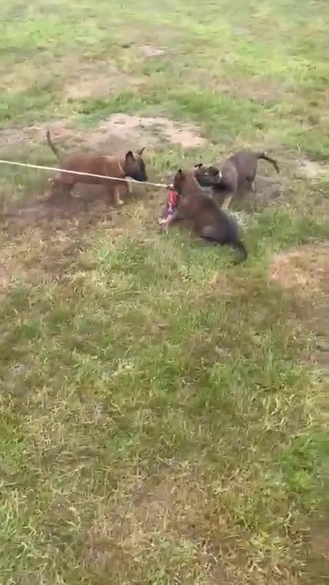 Belgian Shepherd Dog dogs for sale: Belgian Malinois/dutch herder  in Nantwich - Video 2
