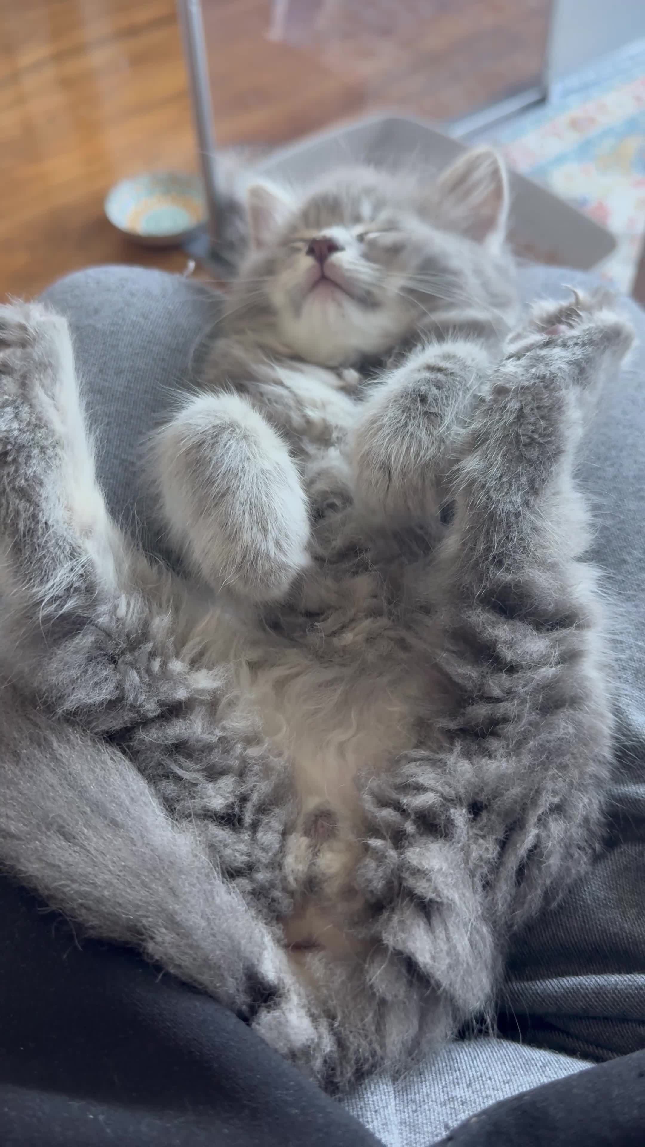 RagaMuffin cats for sale: Beautiful Ragamuffin (Ragdoll x BSH) kittens - Video 4