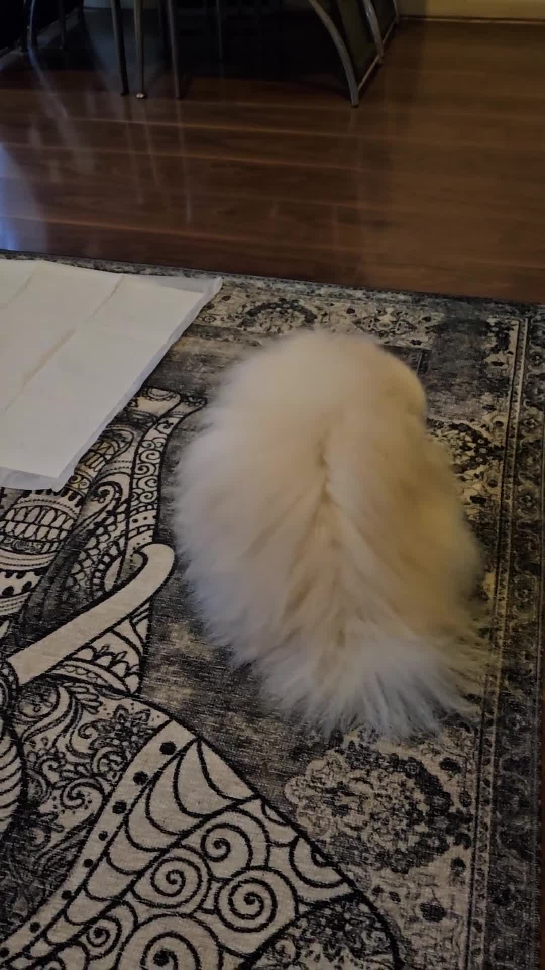 Pomeranian dogs for stud: BEAUTIFUL KC REG.KOREAN POM.BOY OPEN FOR STUD💙 in Bolton - Video 3