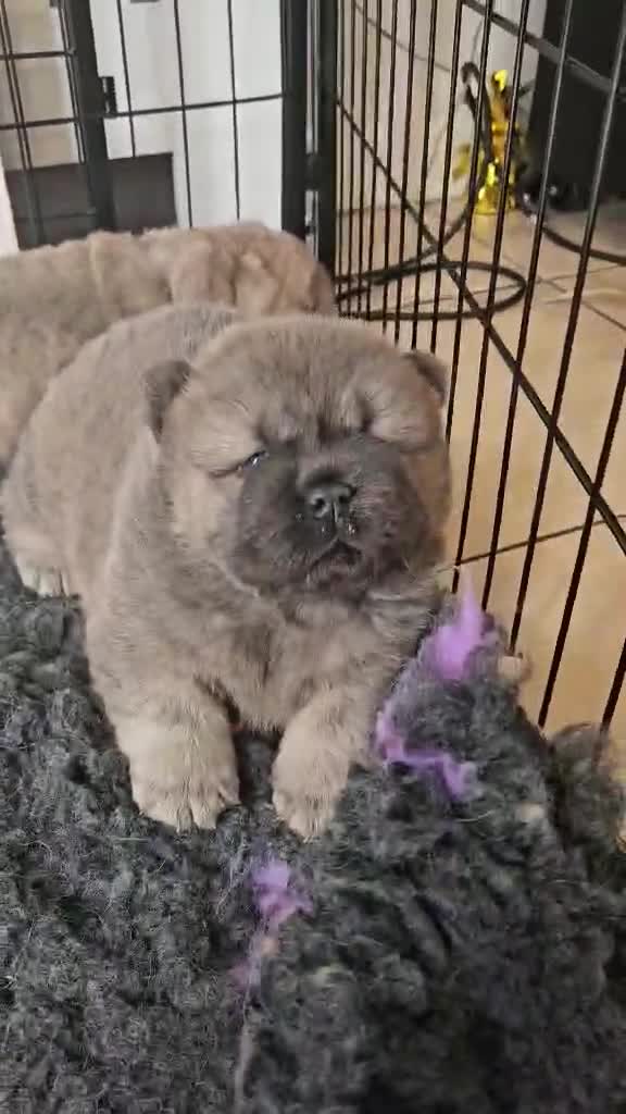 Chow Chow dogs for sale: 🧸🐾 Beautiful Chow Chow puppies 🐾🧸 - Video 1