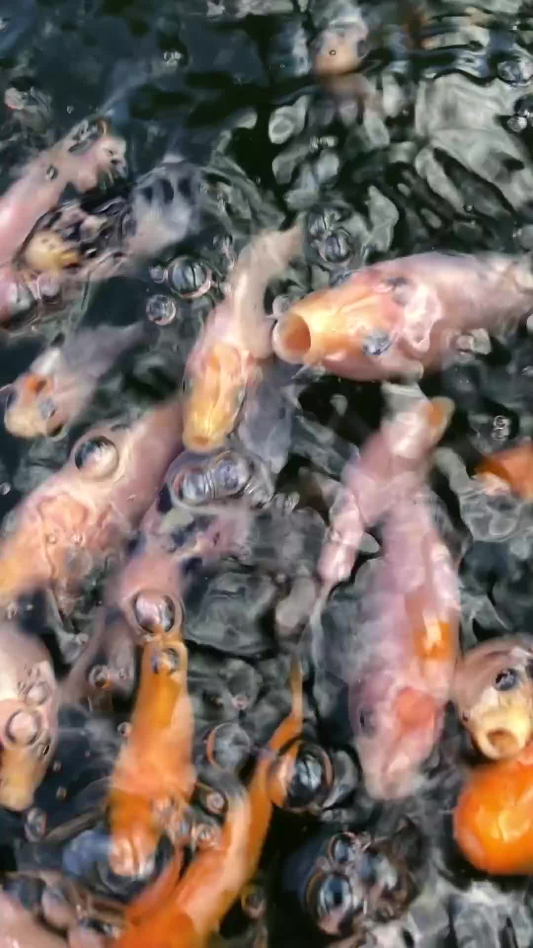 Koi Carp fish for sale: Baby koi  - Video 1