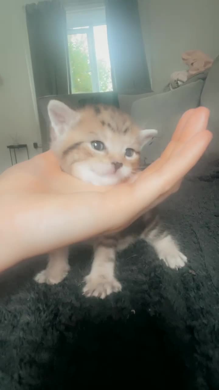 Bengal cats for sale: 4 Bengal kittens for sale  - Video 2
