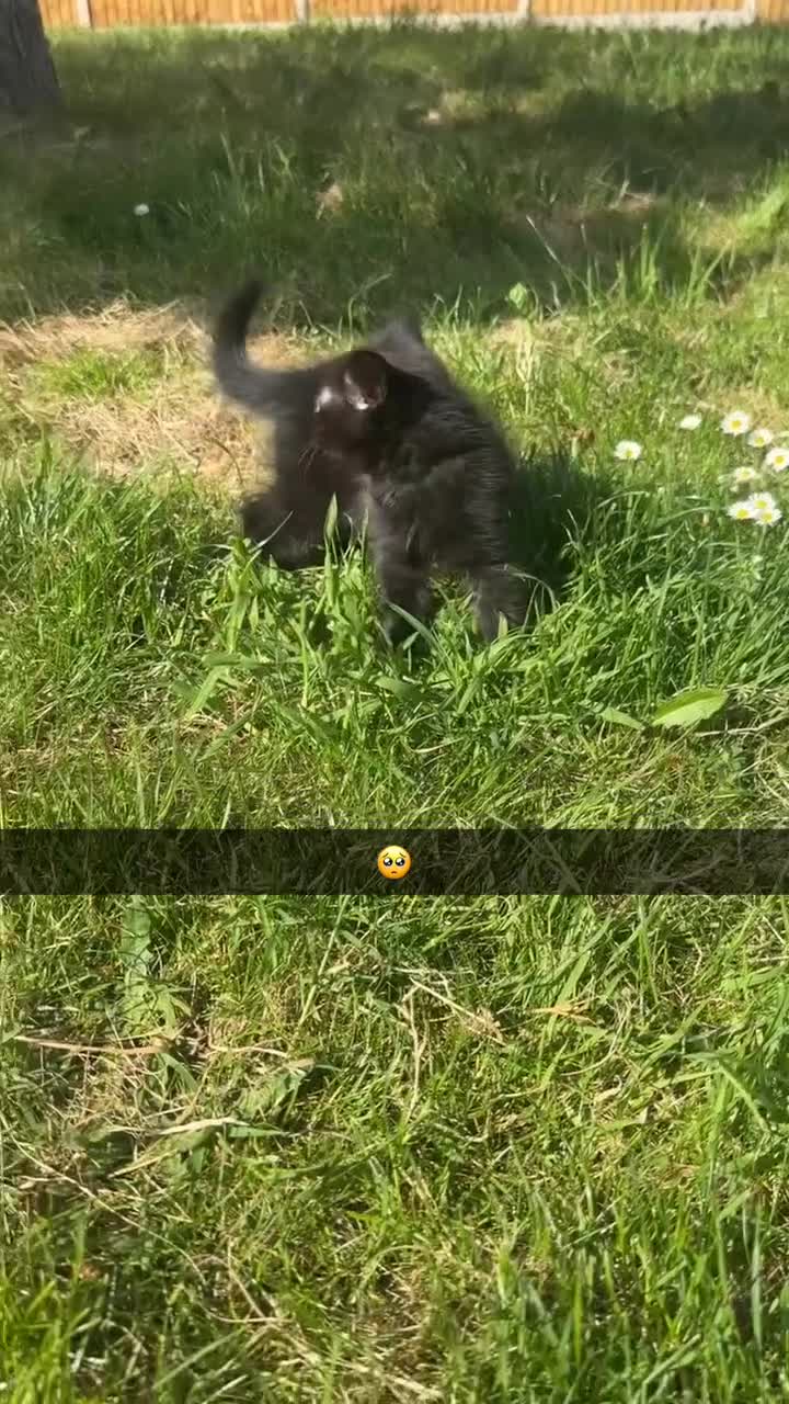 Mixed Breed cats for sale: Sweet black kitten - ready for a loving home - Video 2