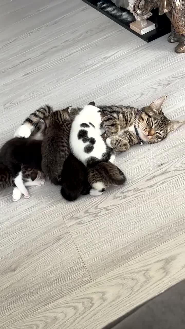 Mixed Breed cats for sale: 6 beautiful kittens ready too go  - Video 2