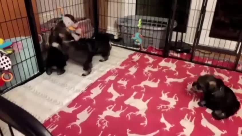 Schnauzer dogs for sale: Standard Schnauzer Puppies  - Video 1