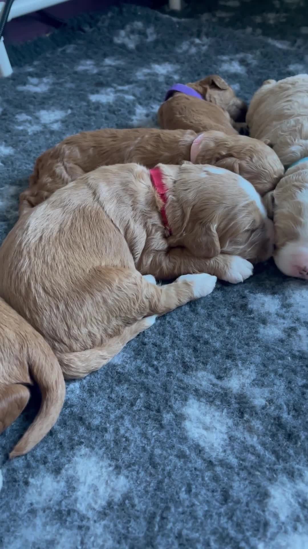 Australian Labradoodle dogs for sale: Australian Labradoodle Puppies for sale - Video 1