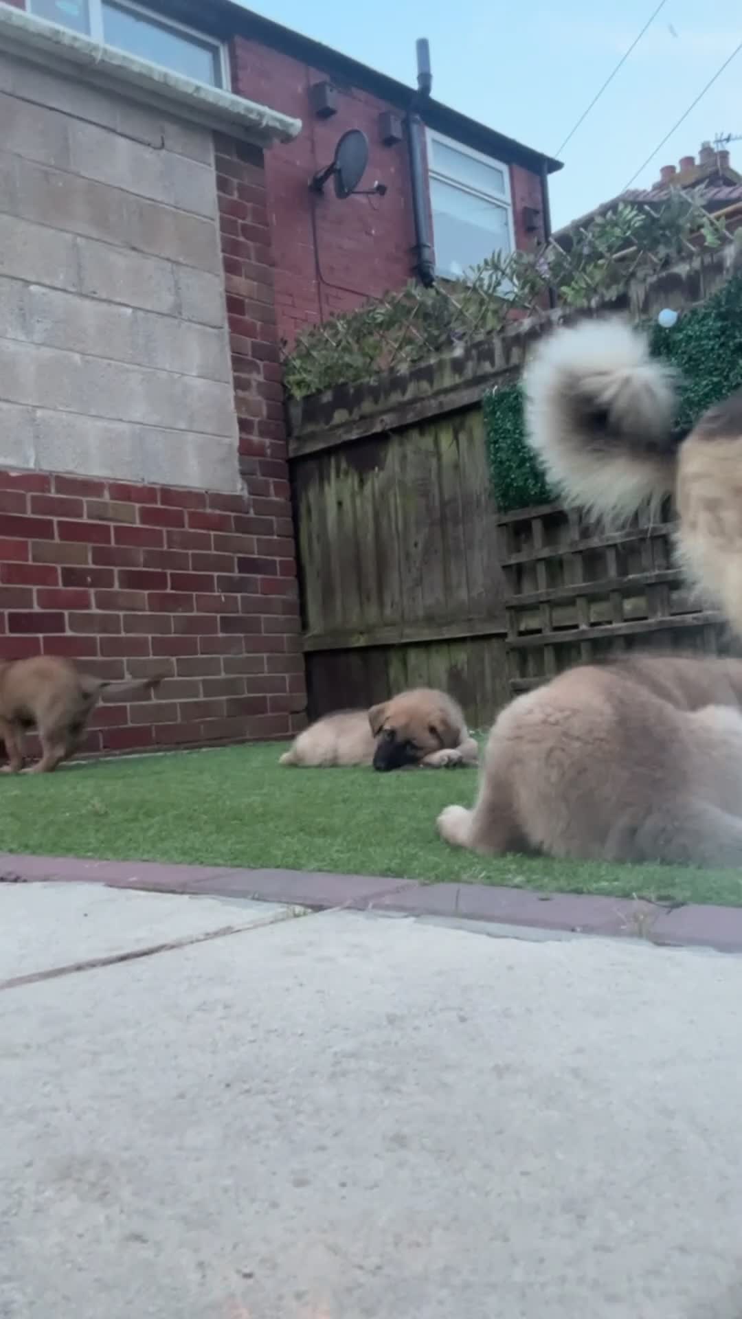 Mixed Breed dogs for sale: Malinois x GSD Puppies ONLY 2 Males Ready To Leave - Video 4