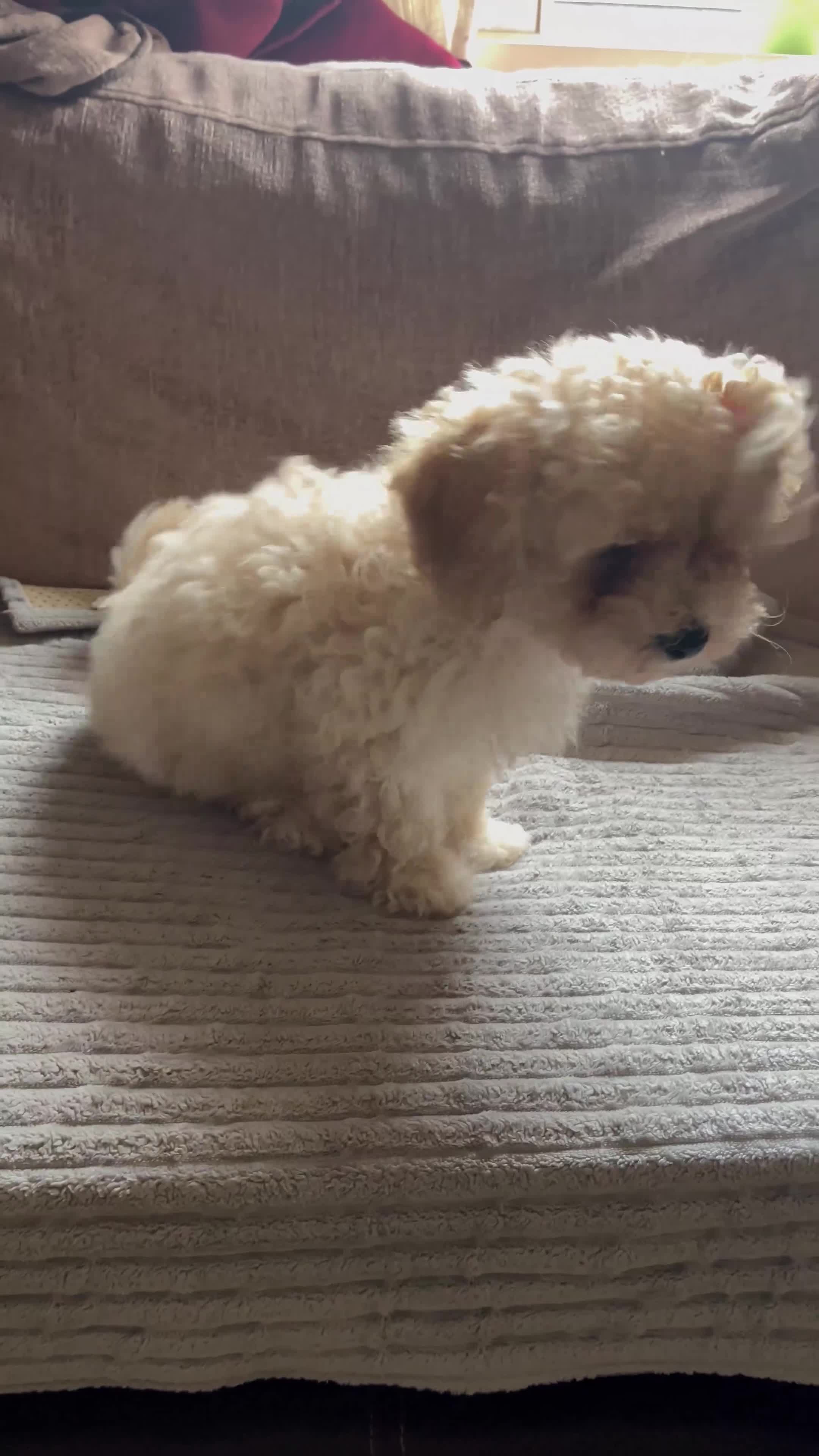 Maltipoo dogs for sale: Pure Maltipoo Puppies   - Video 1