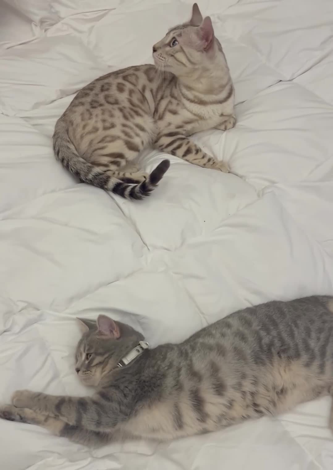 Mixed Breed cats for sale: Stunning British short hair x Bengal kittens  - Video 2