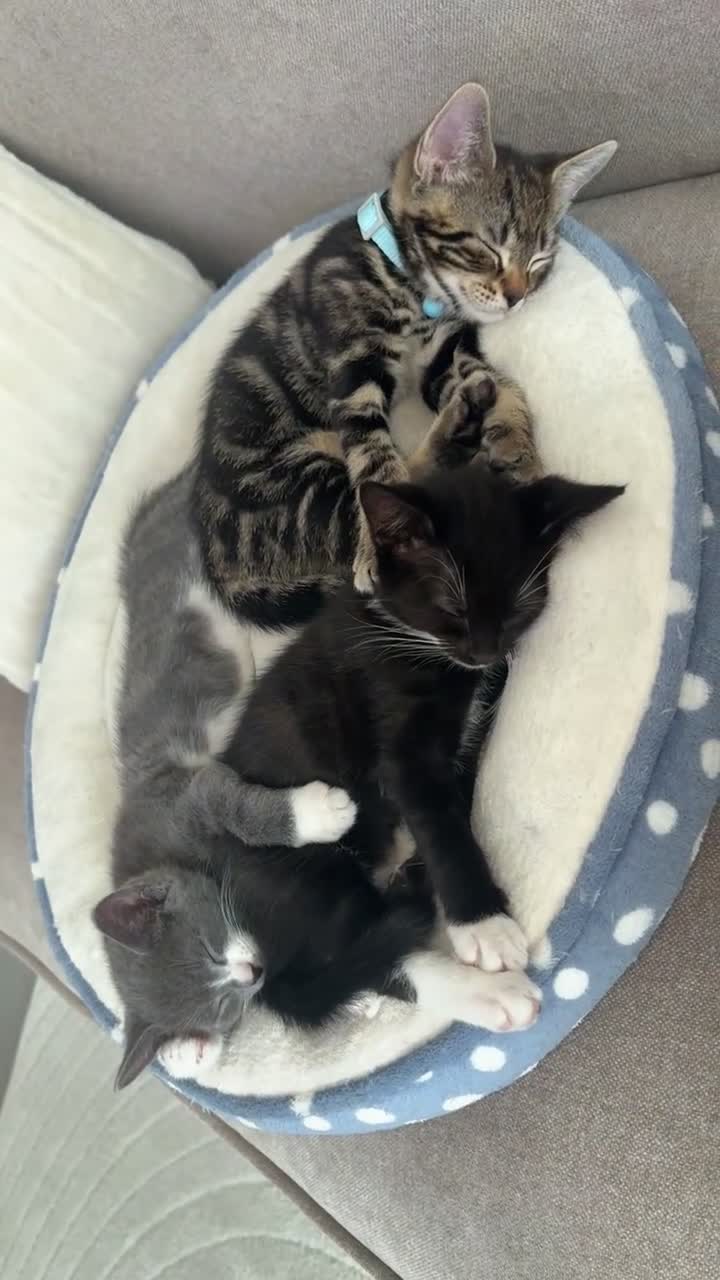 Mixed Breed cats for sale: Kittens for sale  - Video 1