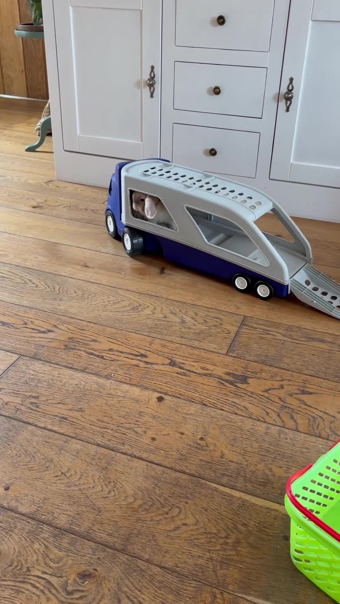 Mini Lop rabbits for sale: Beautiful mini lop rabbits - Video 1