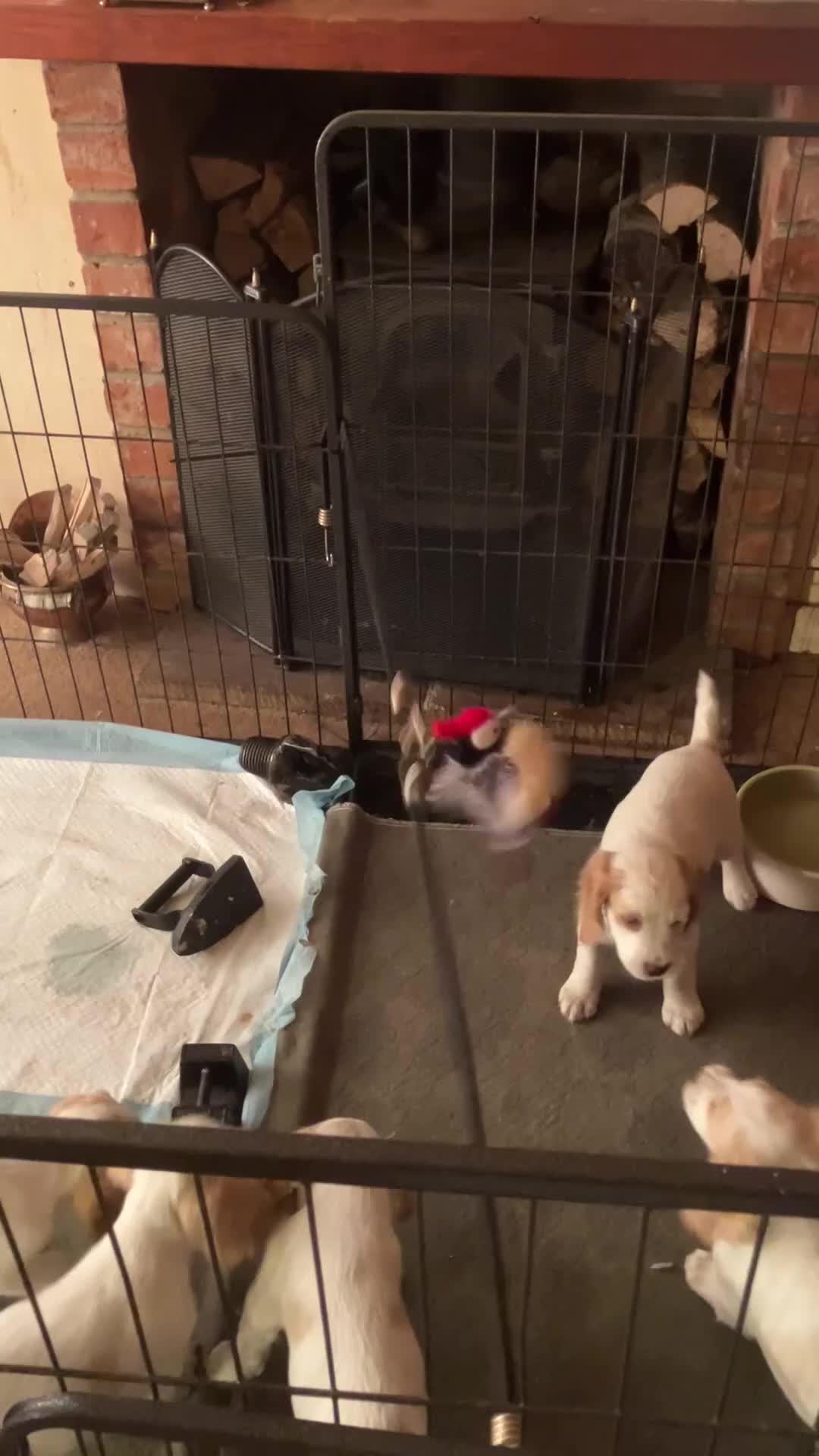 Cocker Spaniel dogs for sale: Cocker Spaniels, working type, KC reg, DNA clear - Video 4
