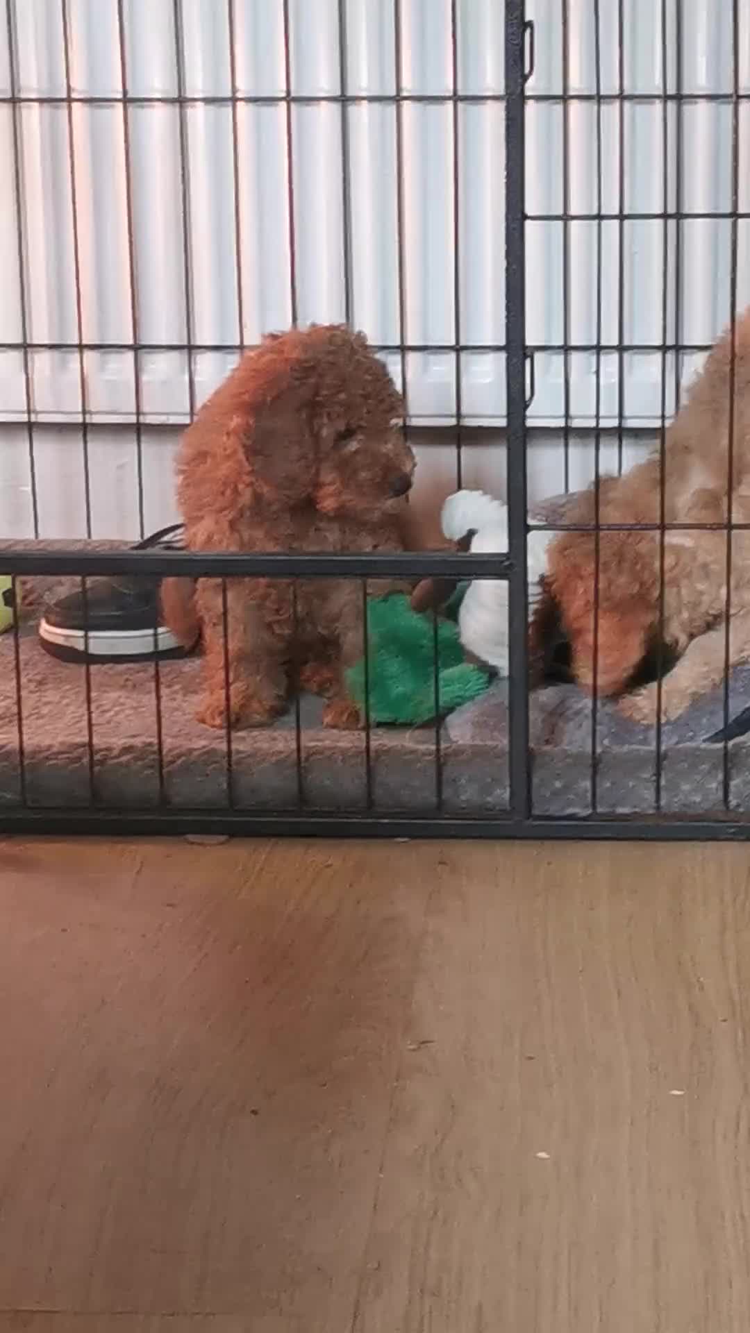 Toy Poodle dogs for sale:  READY TO LEAVE fully vaccinated kc regstrd GIRL - Video 1