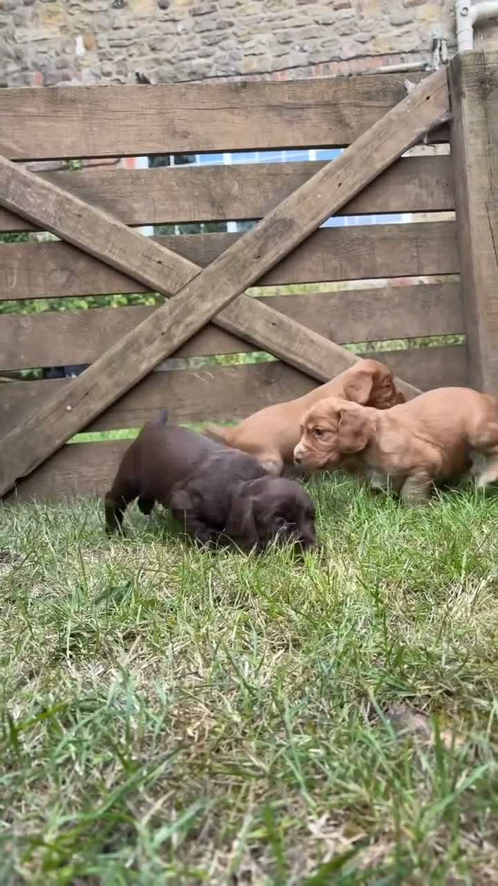 Cocker Spaniel dogs for sale: Working Cocker Spaniel Puppies in Thirsk - Video 1