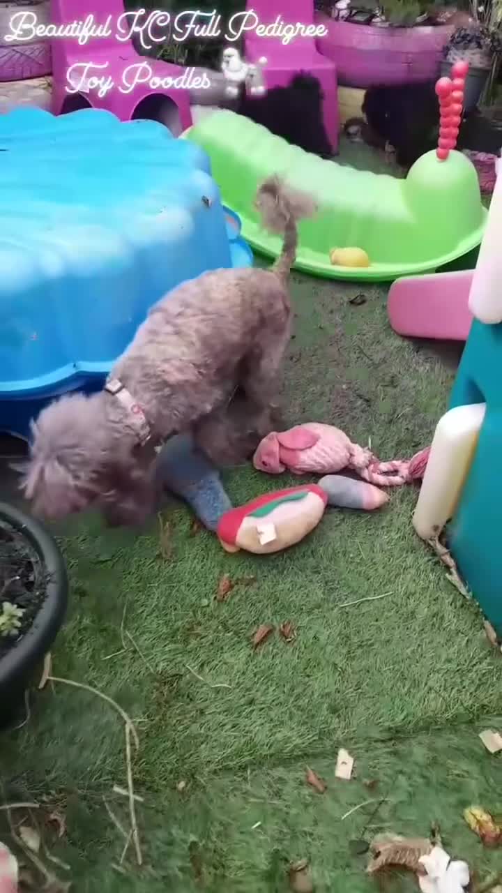 Toy Poodle dogs for stud: 2 STUDS AVAILABLE*FULL PEDIGREE SILVER/KC PHANTOM - Video 1