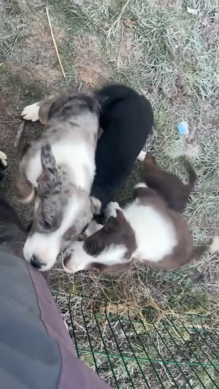 Mixed Breed dogs for sale: Border Collie x Cocker spaniel Pups  - Video 2