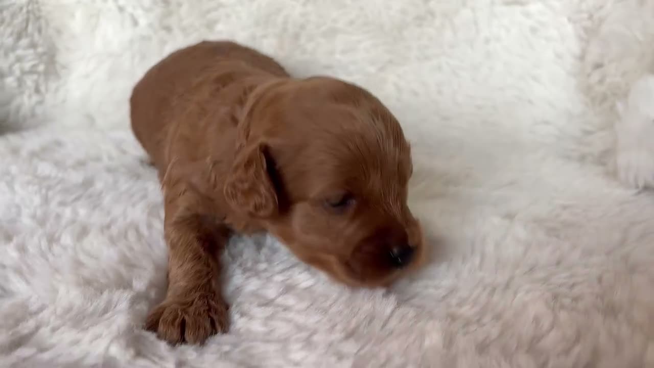 Cavapoo dogs for sale: Gorgeous litter of Cavapoo puppies  in King's Lynn - Video 4