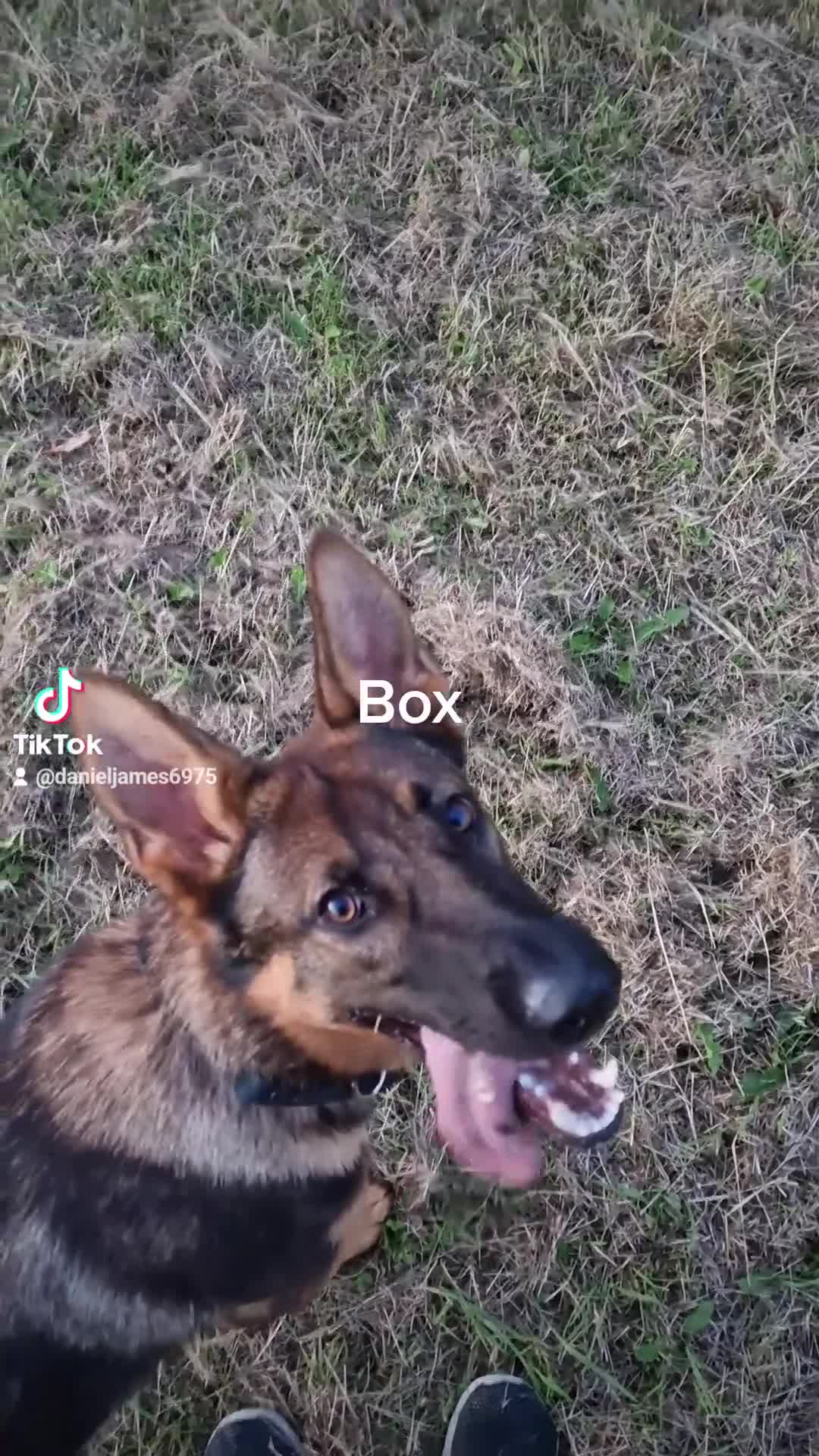 German Shepherd dogs for sale: Working line GSD pups  - Video 2