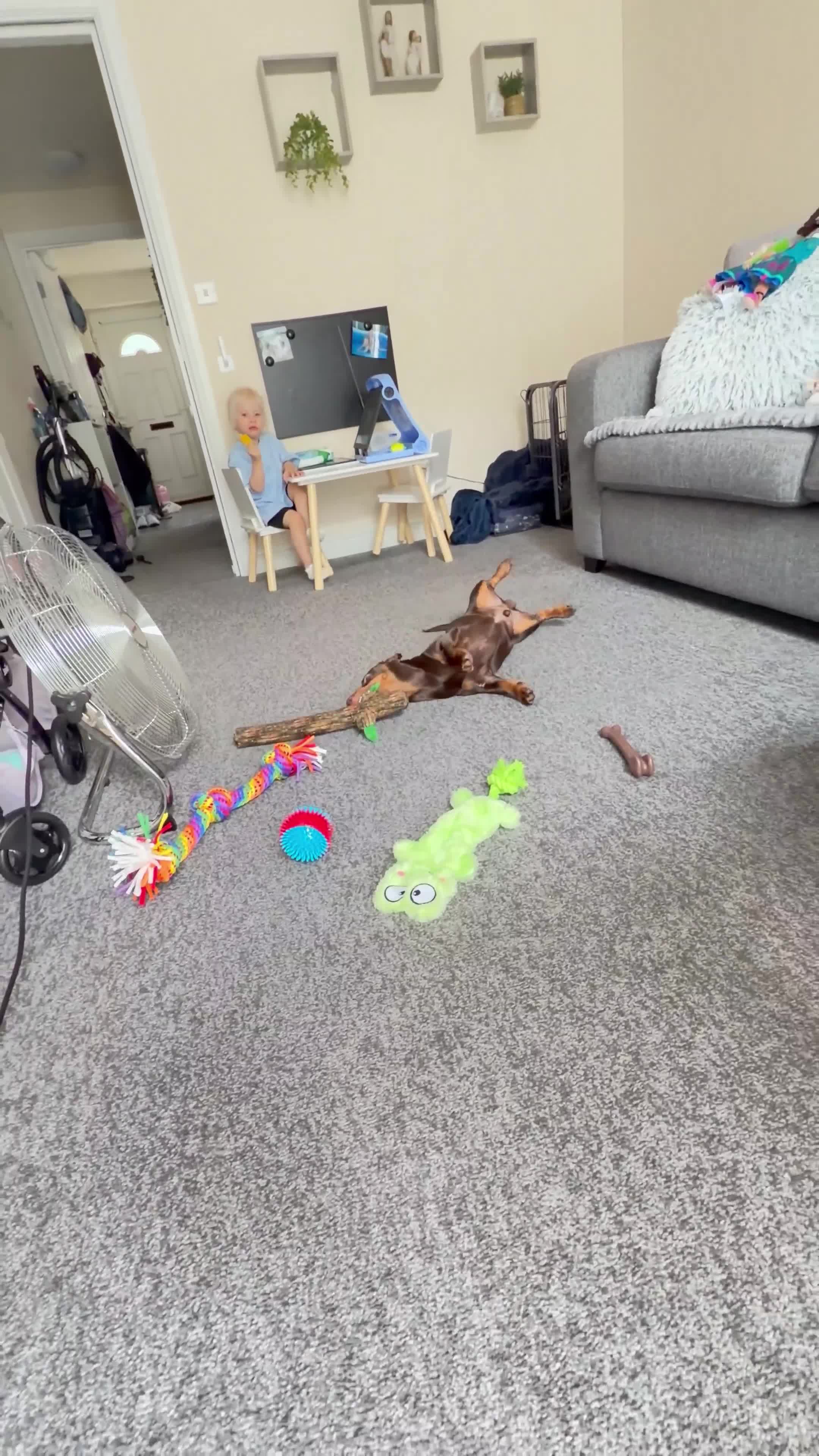 Miniature Dachshund dogs for sale: Buddy - Video 1