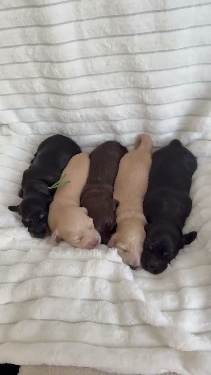 Miniature Dachshund dogs for sale: Beautiful English cream long hair mini dachshunds - Video 1