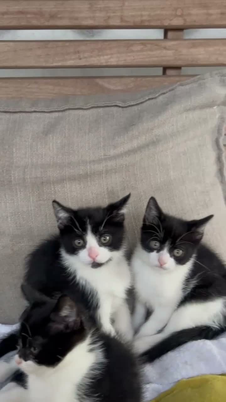 Mixed Breed cats for sale: Batman - Video 3