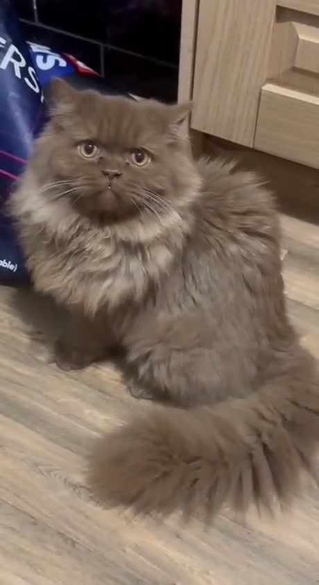 British Longhair cats for sale: GCCF Registered chocolate British longhair kitteN  - Video 2