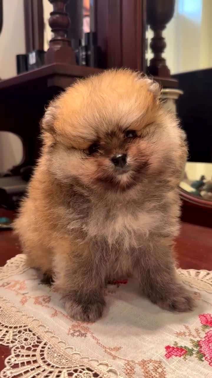 Pomeranian dogs for sale: Pomeranian Boy 🩶 - Video 1