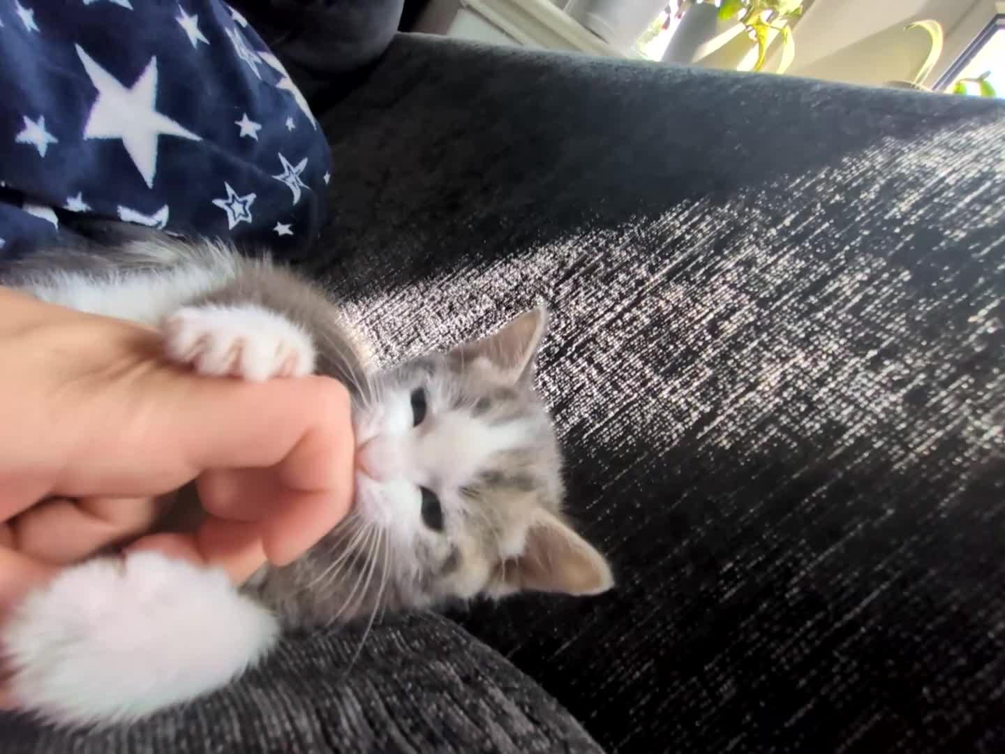 Mixed Breed cats for sale: This is pumpkin  in London - Video 1