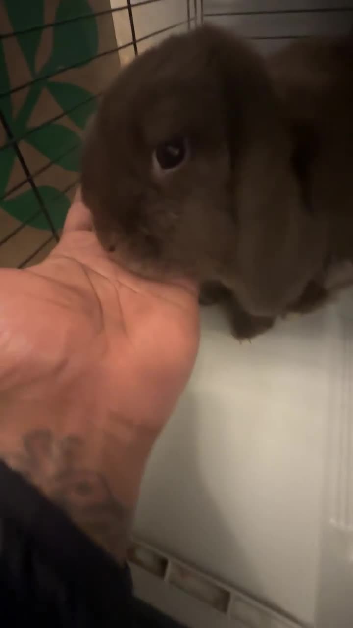 Mini Lop rabbits for sale: 🐰 Adorable Mini Lop Pair Looking for a Home! 🐰 - Video 3