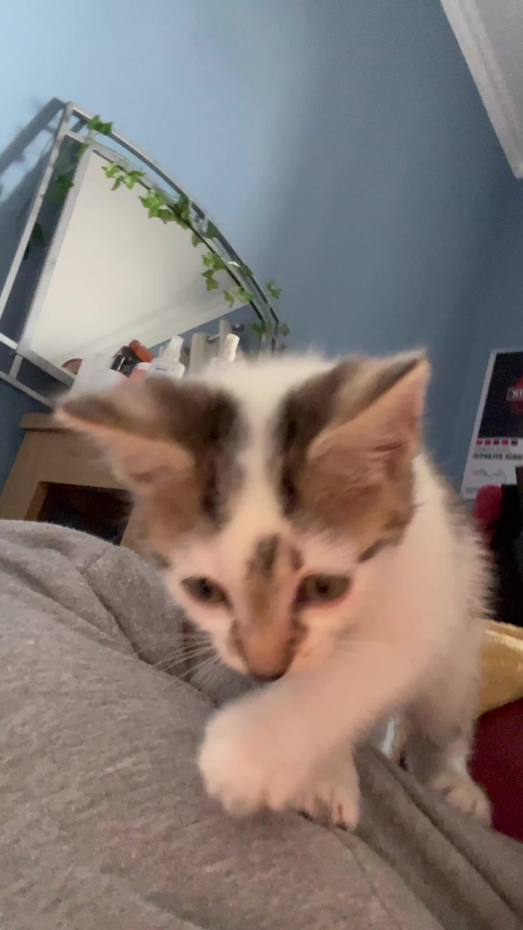 Mixed Breed cats for sale: 🐱✨3 Gorgeous Half Bengal Kittens!✨🐱 in Irvine - Video 3
