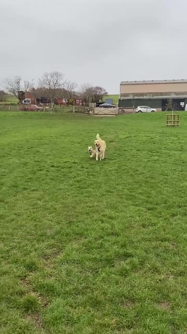 Mixed Breed dogs for adoption: MAE   - Video 3