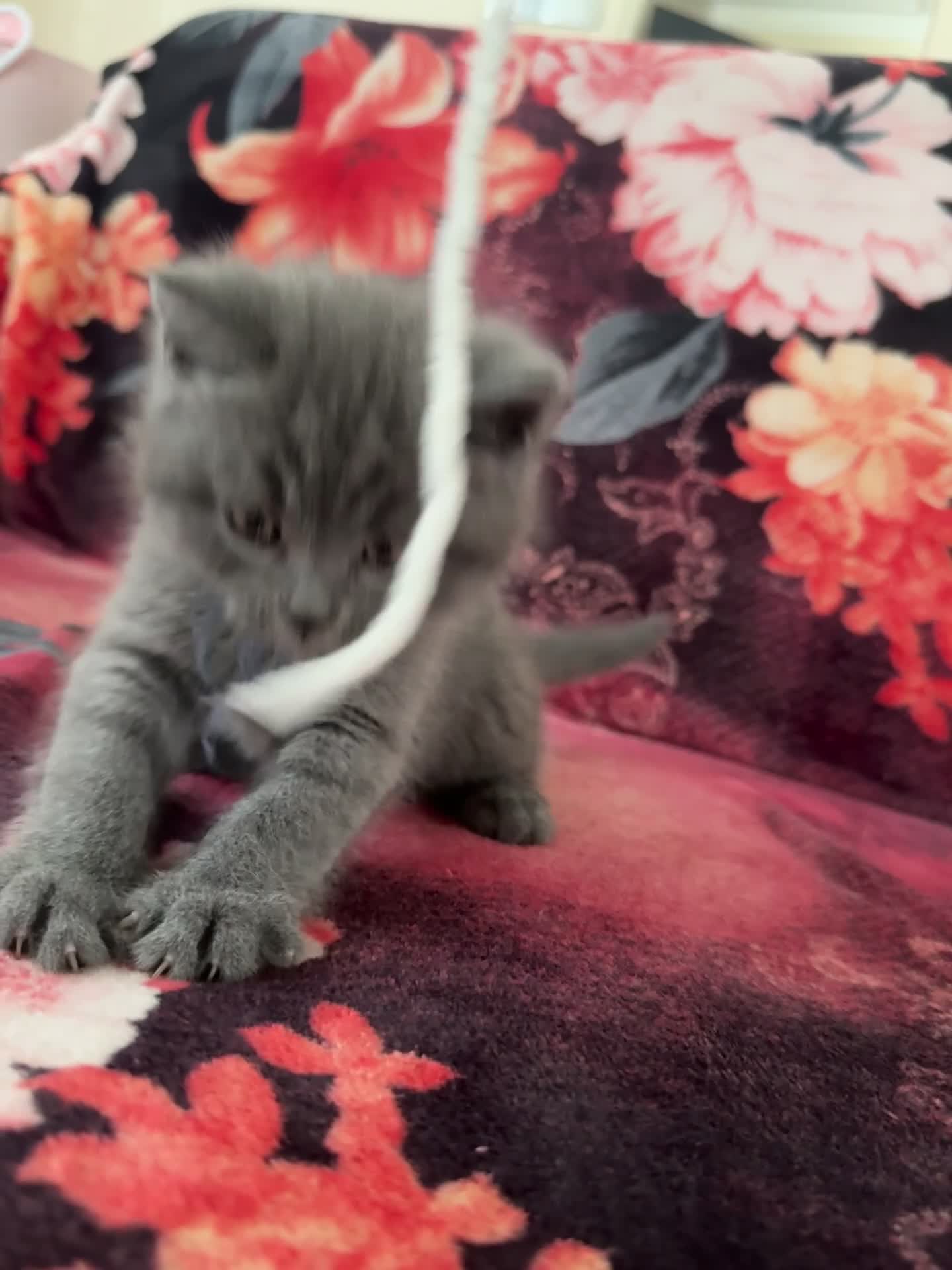 British Shorthair cats for sale: Gorgeous Cream and Lilac British Shorthairs - Video 2