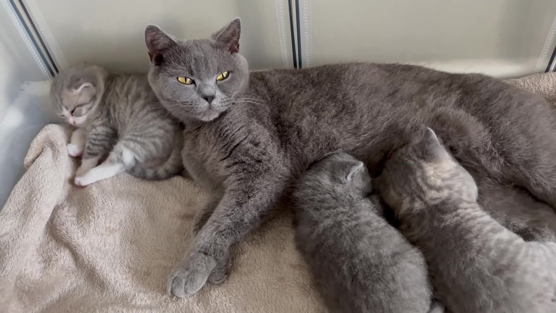 Mixed Breed cats for sale: British short hair cross - Video 1