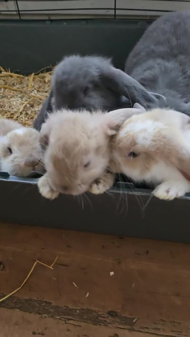 French Lop rabbits for sale: Beautiful French Lop Bunnies - Video 2