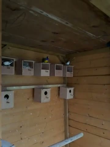 Finches birds for sale: 18 finches zebra bengals star finch parrot gauldia - Video 1