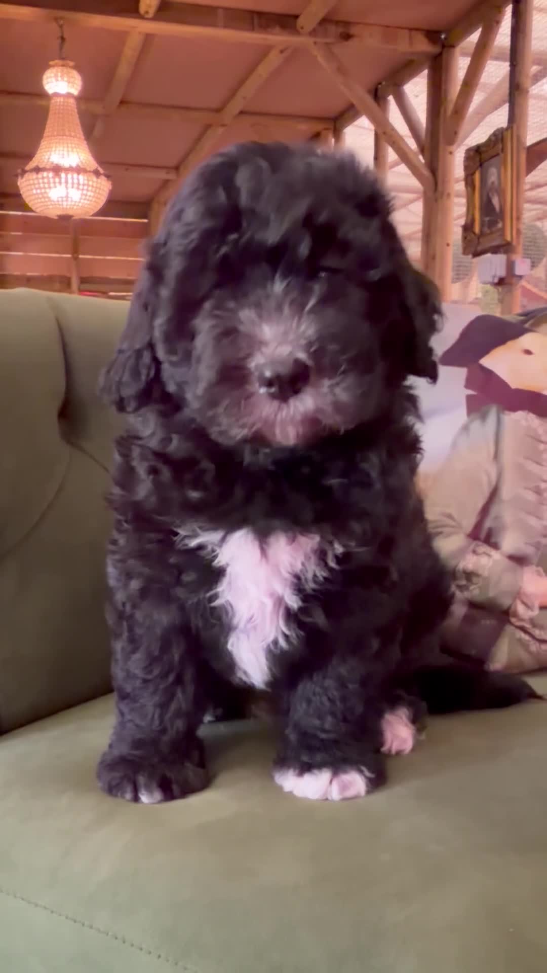 Sheepadoodle dogs for sale: Midi Sheepadoodle READY NOW - Video 2
