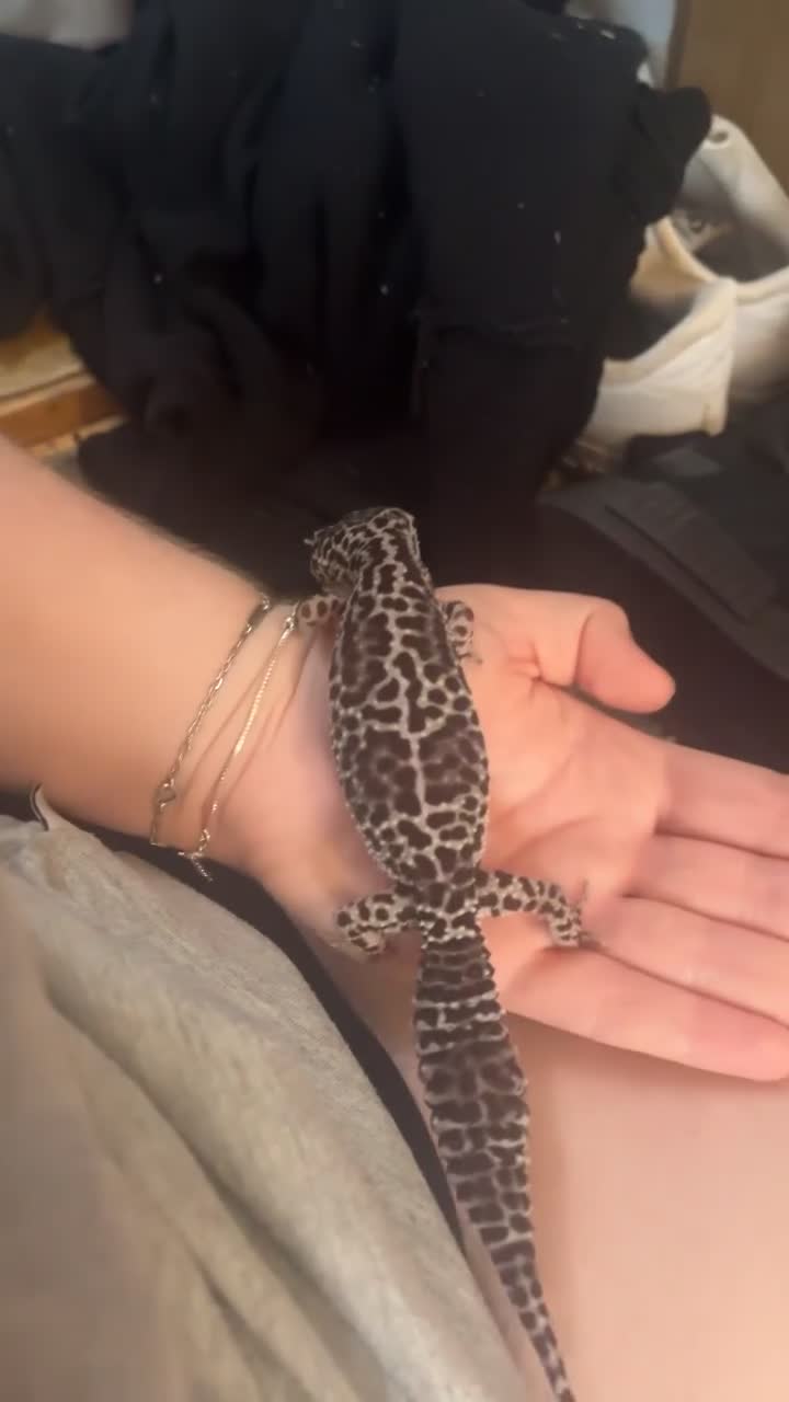 Gecko reptiles for sale: Female leopard gecko  - Video 5