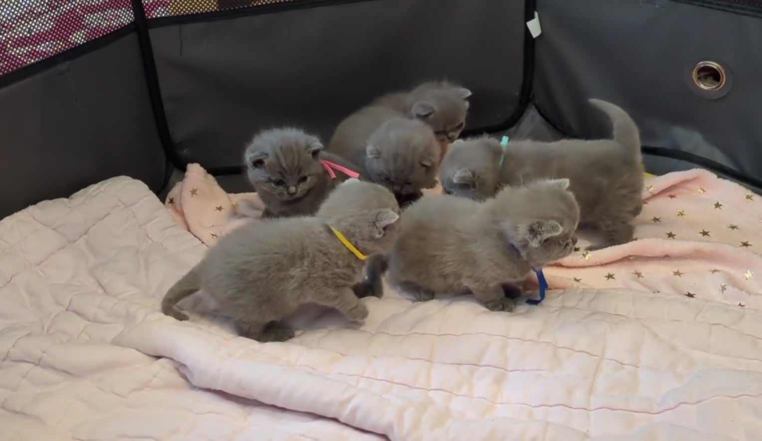 British Shorthair cats for sale: Purebred British Shorthair Kittens - Video 1