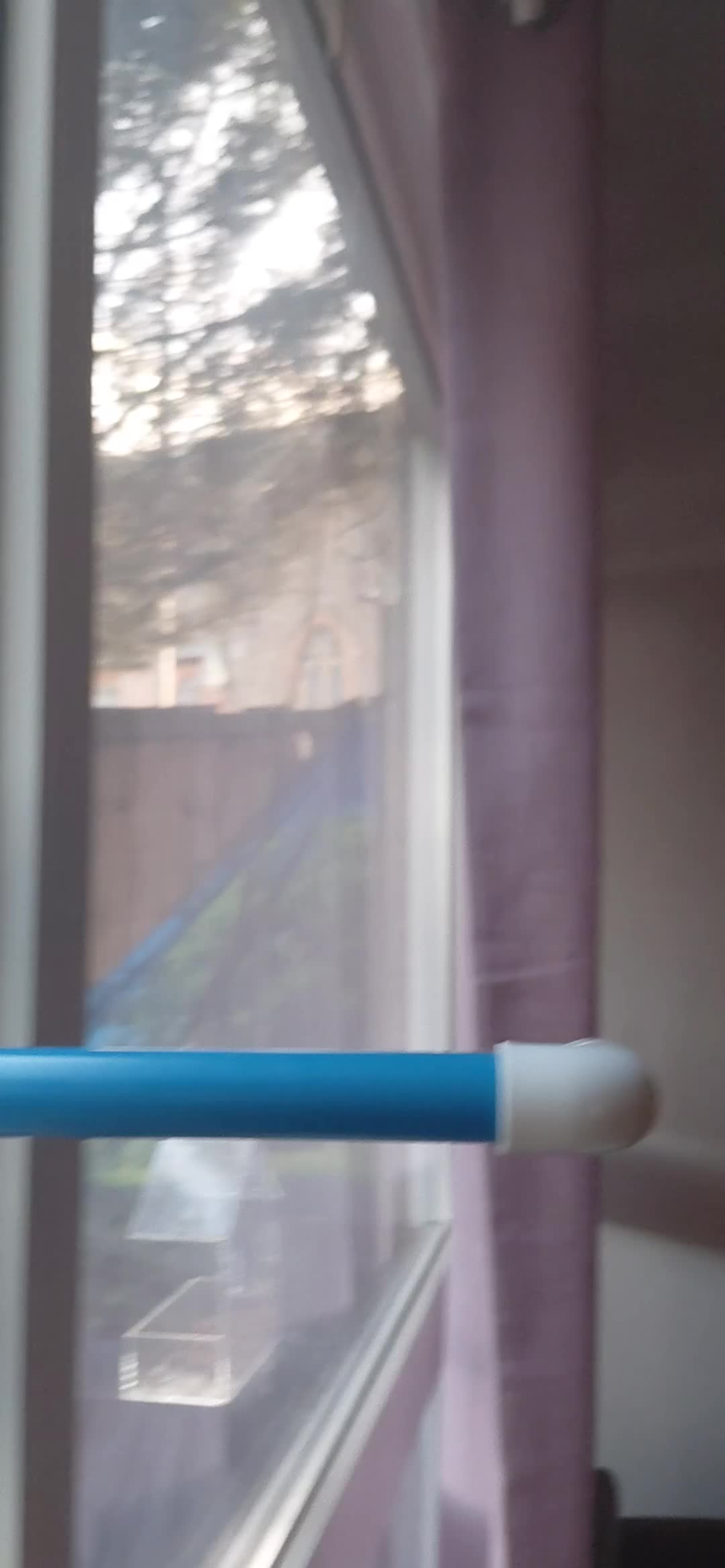 Pigeons birds for sale: 4 weeks old A Pretty little pigeon (free) - Video 3