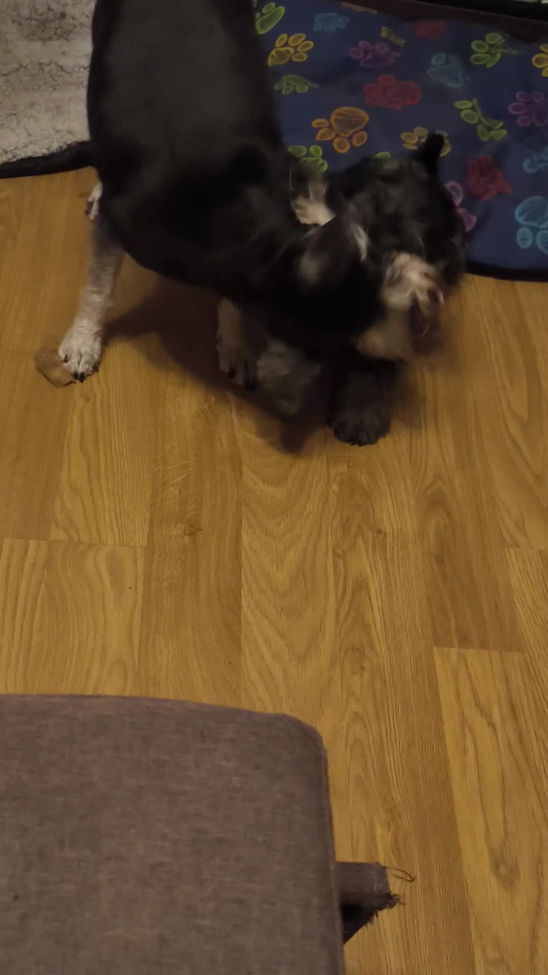 Miniature Schnauzer dogs for sale: Last girl left KC register - Video 5