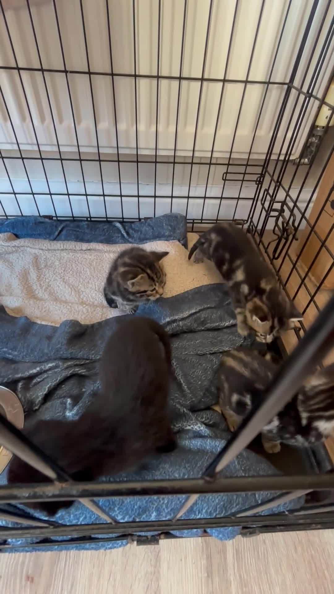 Mixed Breed cats for sale: Mixed breed gorgeous kittens  - Video 1