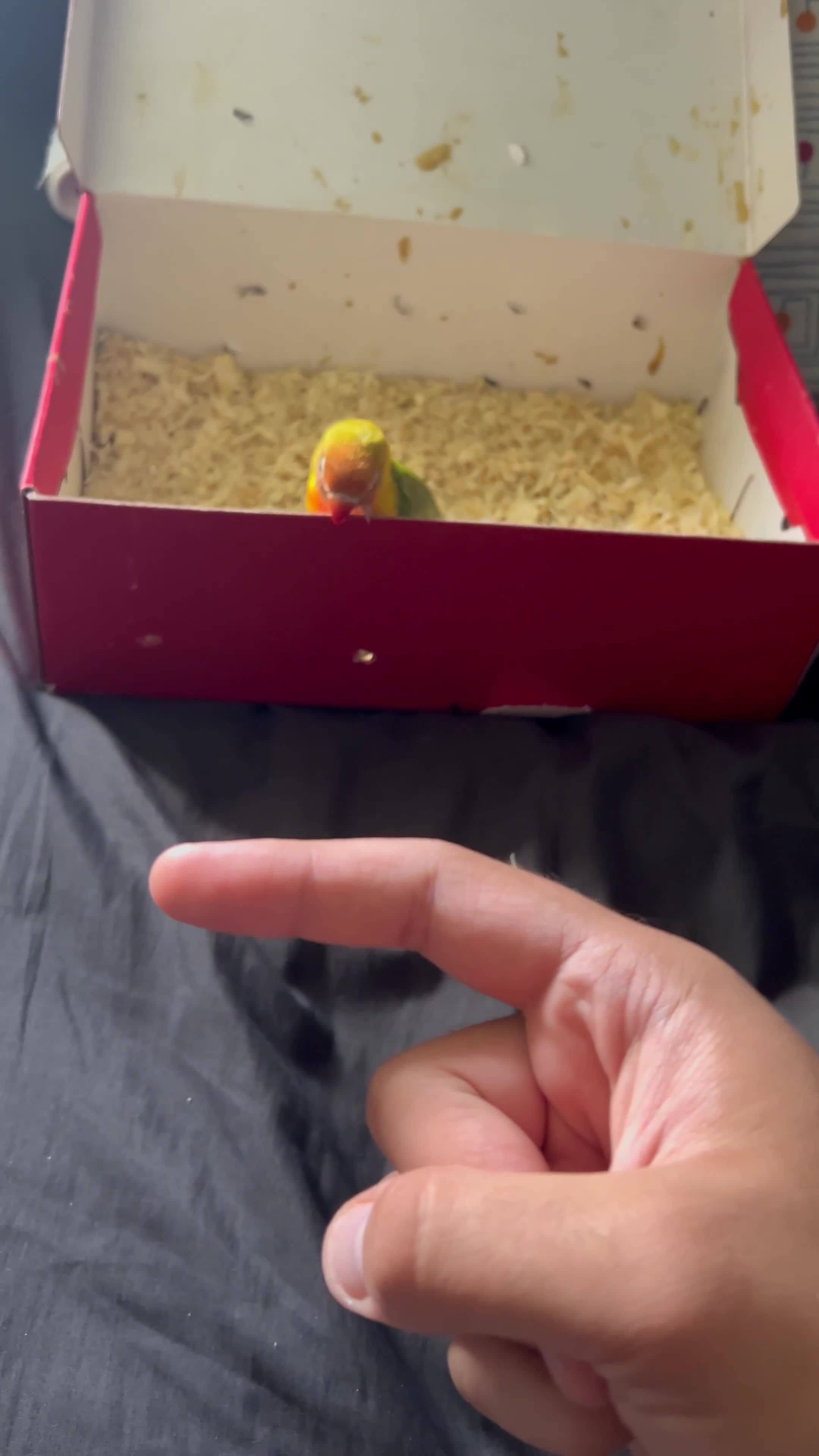 Lovebirds birds for sale: Tamed Baby Lovebird - Video 1